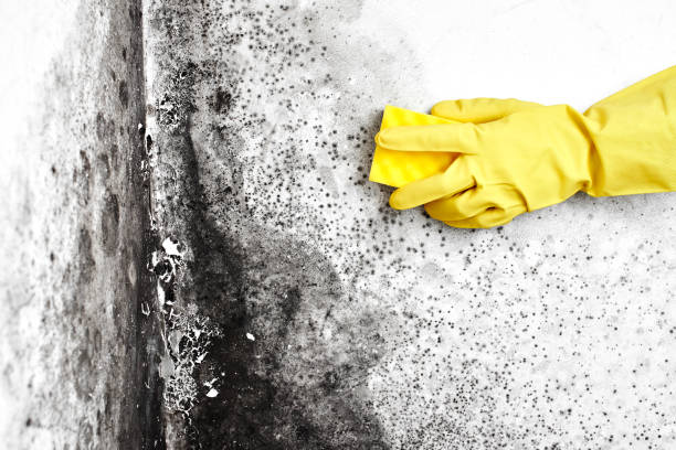 Best Attic Mold Removal  in Stoughton, WI