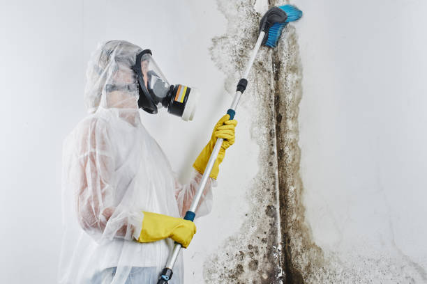 Best Mold Damage Repair  in Stoughton, WI