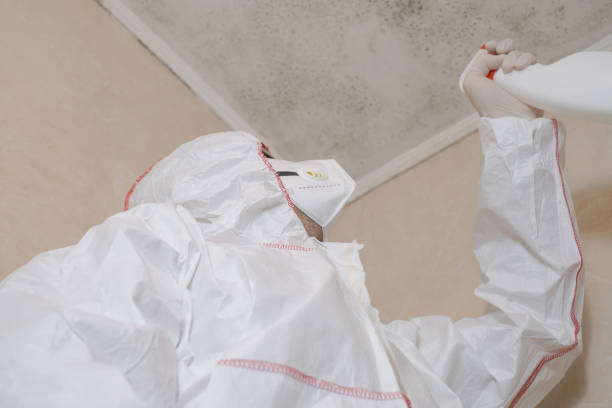 Best Residential Mold Removal  in Stoughton, WI