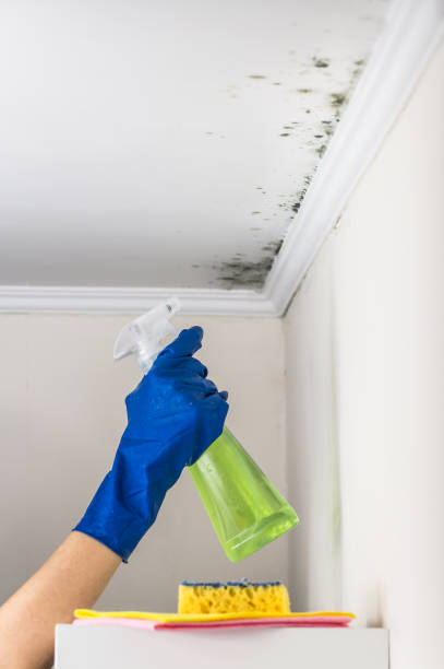 Best Mold Removal Company Near Me  in Stoughton, WI